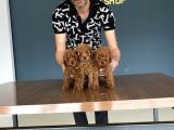 Renk Renk Orji̇nal Toy Poodle Yavrularimiz Güncel Ankara
