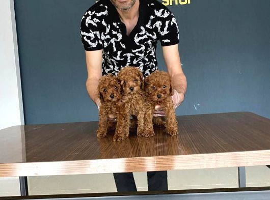 Renk Renk Orji̇nal Toy Poodle Yavrularimiz Güncel Ankara görsel