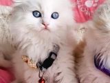 Maviş Pamuk White Longhair Scotısh Fold