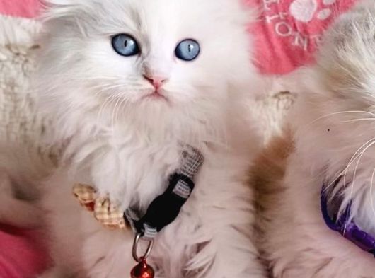 Maviş Pamuk White Longhair Scotısh Fold görsel
