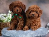 Yumuşacık İkili Safkan Toy Poodle Yavrularımız