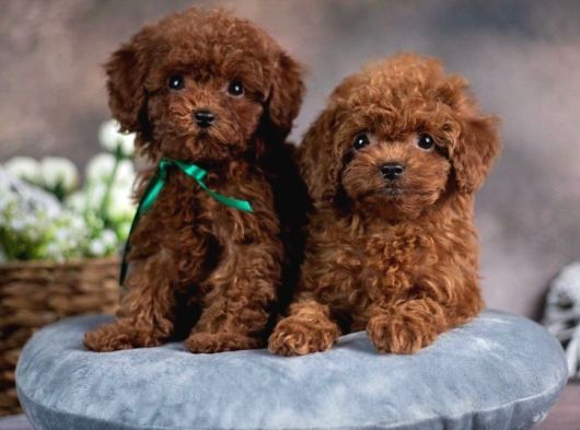 Yumuşacık İkili Safkan Toy Poodle yavrularımız
