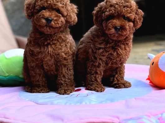 Yumuşacık İkili Safkan Toy Poodle Yavrularımız görsel