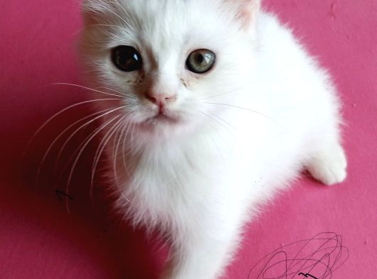 Safkan Yavrular