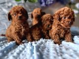 Boncuk Gözlü Kıvırcık Toy Poodle Bebekler