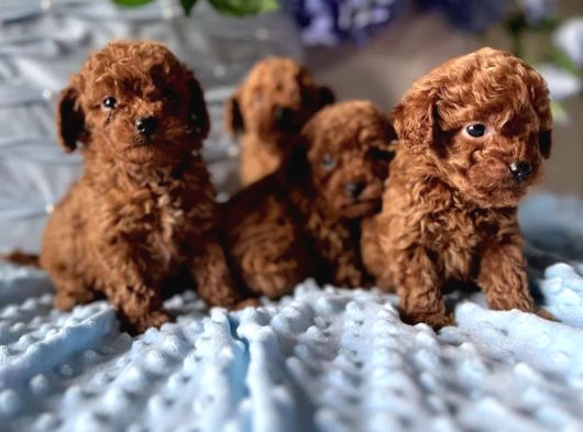 Boncuk Gözlü Kıvırcık Toy Poodle Bebekler görsel
