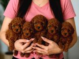 Boncuk gözlü kıvırcık toy poodle bebekler