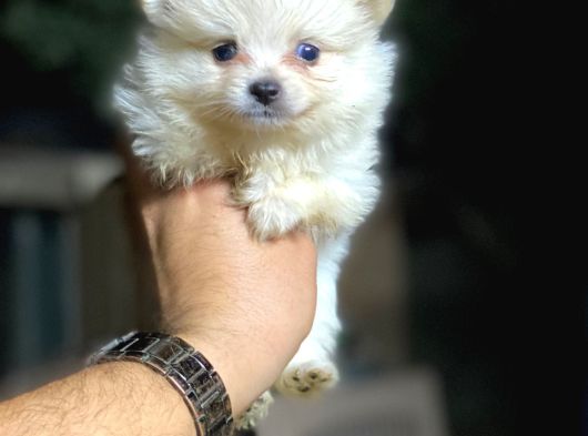 Pomeranian Yavrularımız görsel