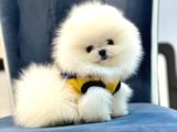 Pomerrian Boo Yavrular