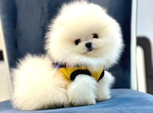 Pomerrian Boo Yavrular görsel