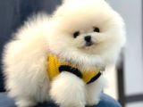 Pomerrian boo yavrular