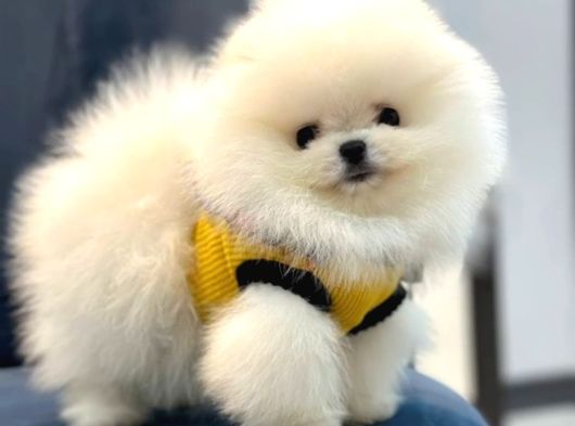 Pomerrian Boo Yavrular