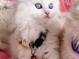 Maviş Pamuk White Longhair Scotısh Fold