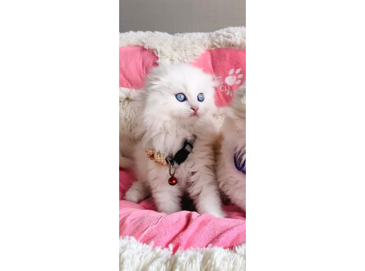 Maviş Pamuk White Longhair Scotısh Fold görsel