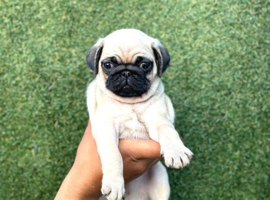 Oyun Deli̇si̇ A Kali̇te Pug Mops Yavrular görsel