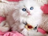 Maviş pamuk white longhair scotısh fold