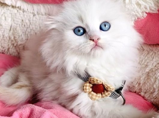 Maviş Pamuk White Longhair Scotısh Fold