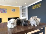 Renk Renk British Shorthair Yavrularimiz Fenomen Pet  Ank