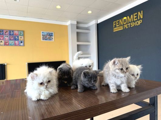 Renk Renk British Shorthair Yavrularimiz Fenomen Pet  Ank görsel