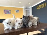 Renk Renk British Shorthair Yavrularimiz Fenomen Pet  Ank