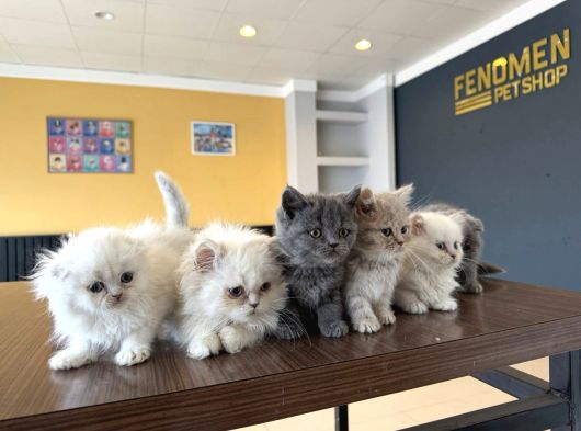 Renk Renk British Shorthair Yavrularimiz Fenomen Pet  Ank görsel