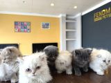 Renk Renk British Shorthair Yavrularimiz Fenomen Pet  Ank