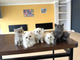 RENK RENK BRITISH SHORTHAIR YAVRULARIMIZ FENOMEN PET  ANK
