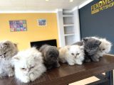 Renk Renk British Shorthair Yavrularimiz Fenomen Pet  Ank