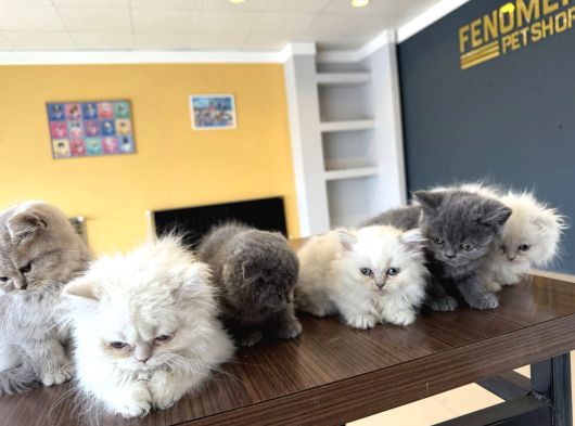 Renk Renk British Shorthair Yavrularimiz Fenomen Pet  Ank görsel