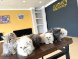 Renk Renk British Shorthair Yavrularimiz Fenomen Pet  Ank