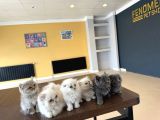 Renk Renk British Shorthair Yavrularimiz Fenomen Pet  Ank