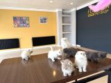 Renk Renk British Shorthair Yavrularimiz Fenomen Pet  Ank