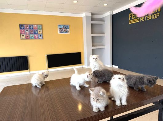 Renk Renk British Shorthair Yavrularimiz Fenomen Pet  Ank görsel