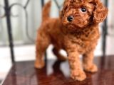 Petmode Köpek Çifrtliğinden  Kore Toy Poodle Yavrularımız