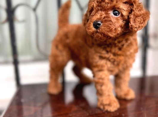 Petmode Köpek Çifrtliğinden  Kore Toy Poodle Yavrularımız görsel