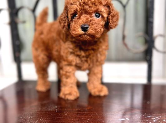Petmode Köpek Çifrtliğinden  Kore Toy Poodle Yavrularımız görsel