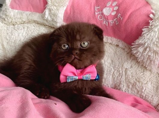 Değeri̇ni̇ Bi̇lene Bitter Tadında Cinnamon Scotısh Fold görsel