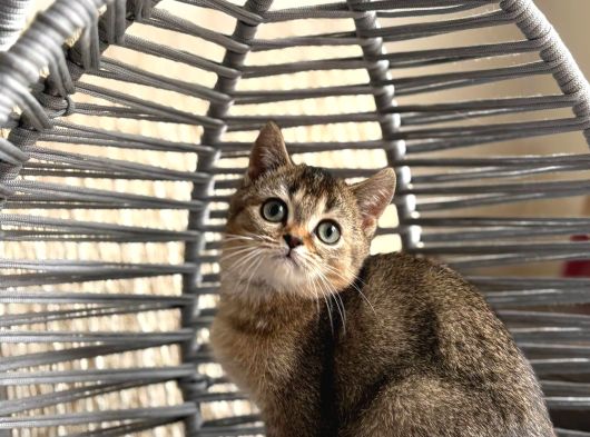Ankara Içi Ücretsiz Orjinal Golden Bebek Kediş