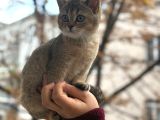 Ankara Içi Ücretsiz Orjinal Golden Bebek Kediş