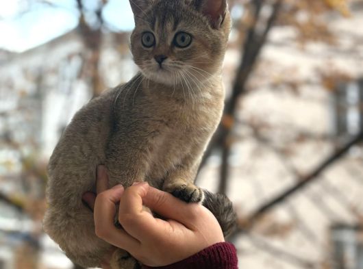 Ankara Içi Ücretsiz Orjinal Golden Bebek Kediş görsel