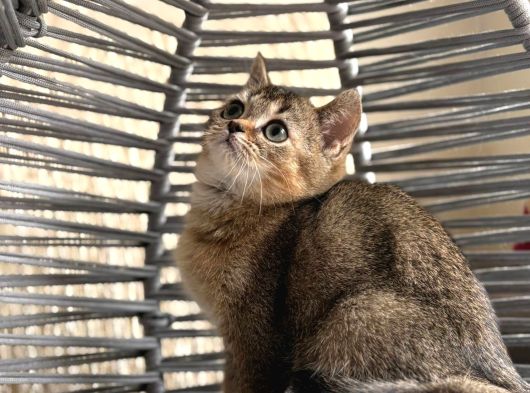 Ankara Içi Ücretsiz Orjinal Golden Bebek Kediş görsel