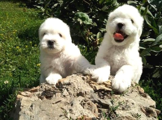 Maltese Bebeklerimiz Çiftlikten