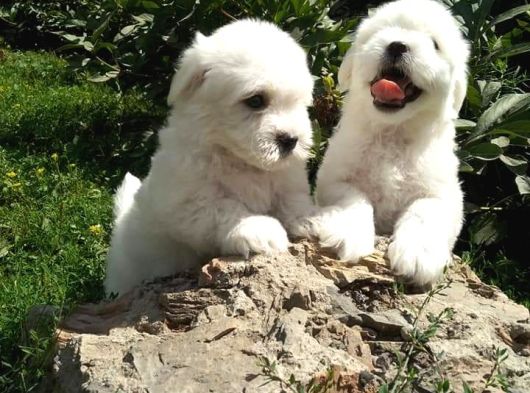 Maltese Bebeklerimiz Çiftlikten görsel