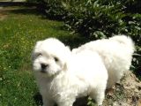 Maltese Bebeklerimiz Çiftlikten