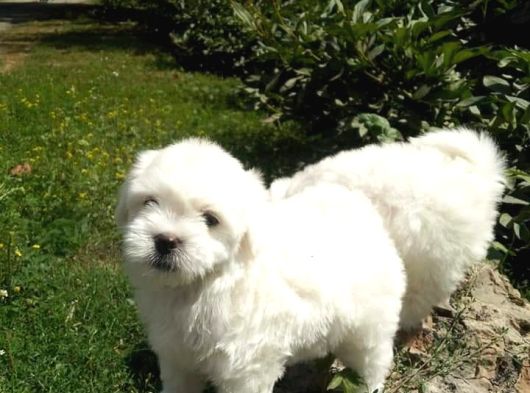 Maltese Bebeklerimiz Çiftlikten görsel
