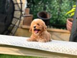 Kore Teacup Poodle Yavrularımız