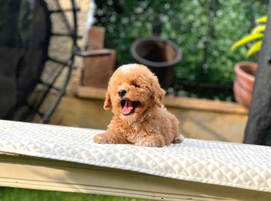 Kore Teacup Poodle Yavrularımız