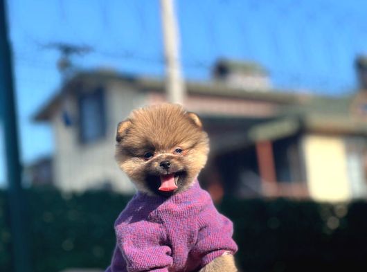 Orange A Plus Toy Poodle Yavrularımız