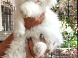 Scottish Fold Highland Safkan Secereli Anne Babadan Cattery