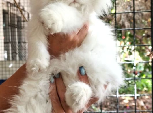 Scottish Fold Highland Safkan Secereli Anne Babadan Cattery görsel